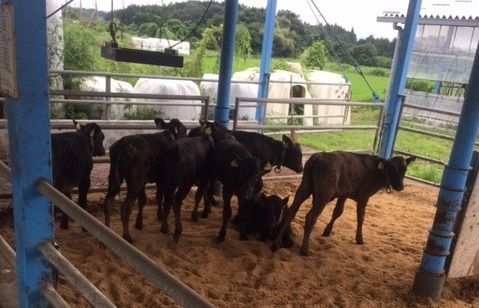 平成10年那須大水害より見事復活しました