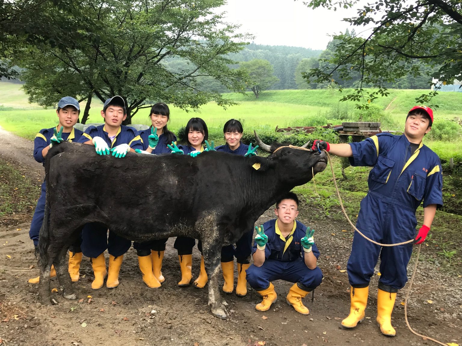 県立矢板高校実習(和牛採卵) とちぎの和牛を考える会 県立矢板高校実習(和牛採卵) とちぎの和牛を考える会